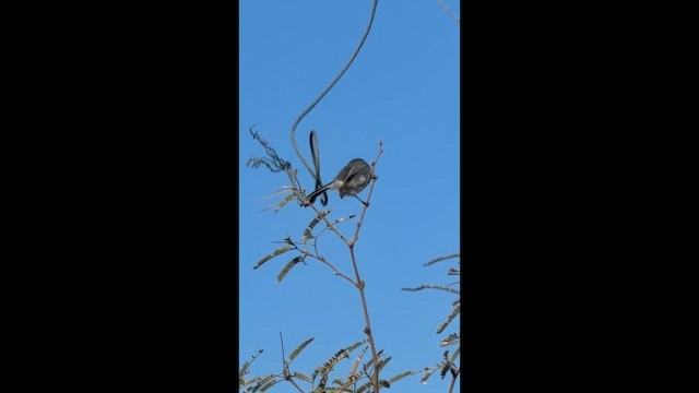 Black-tailed Gnatcatcher - ML650891651