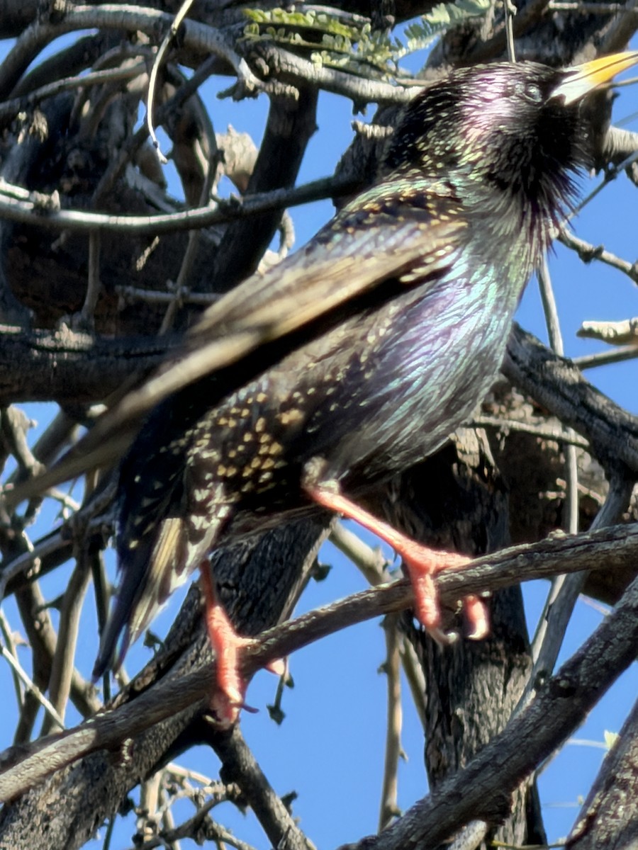 European Starling - ML650891662