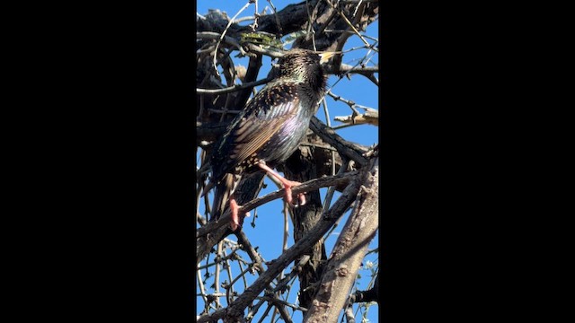 European Starling - ML650891674