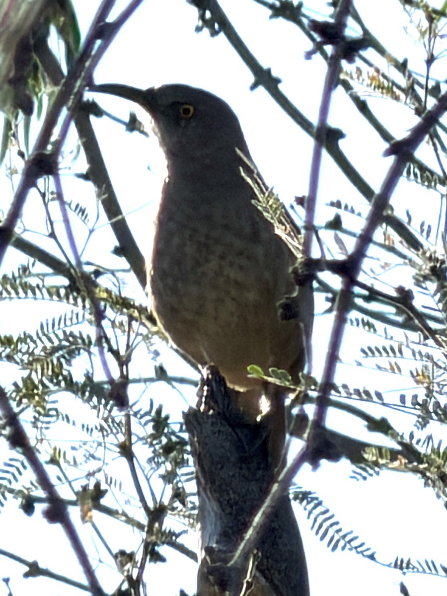 Curve-billed Thrasher - ML650891732