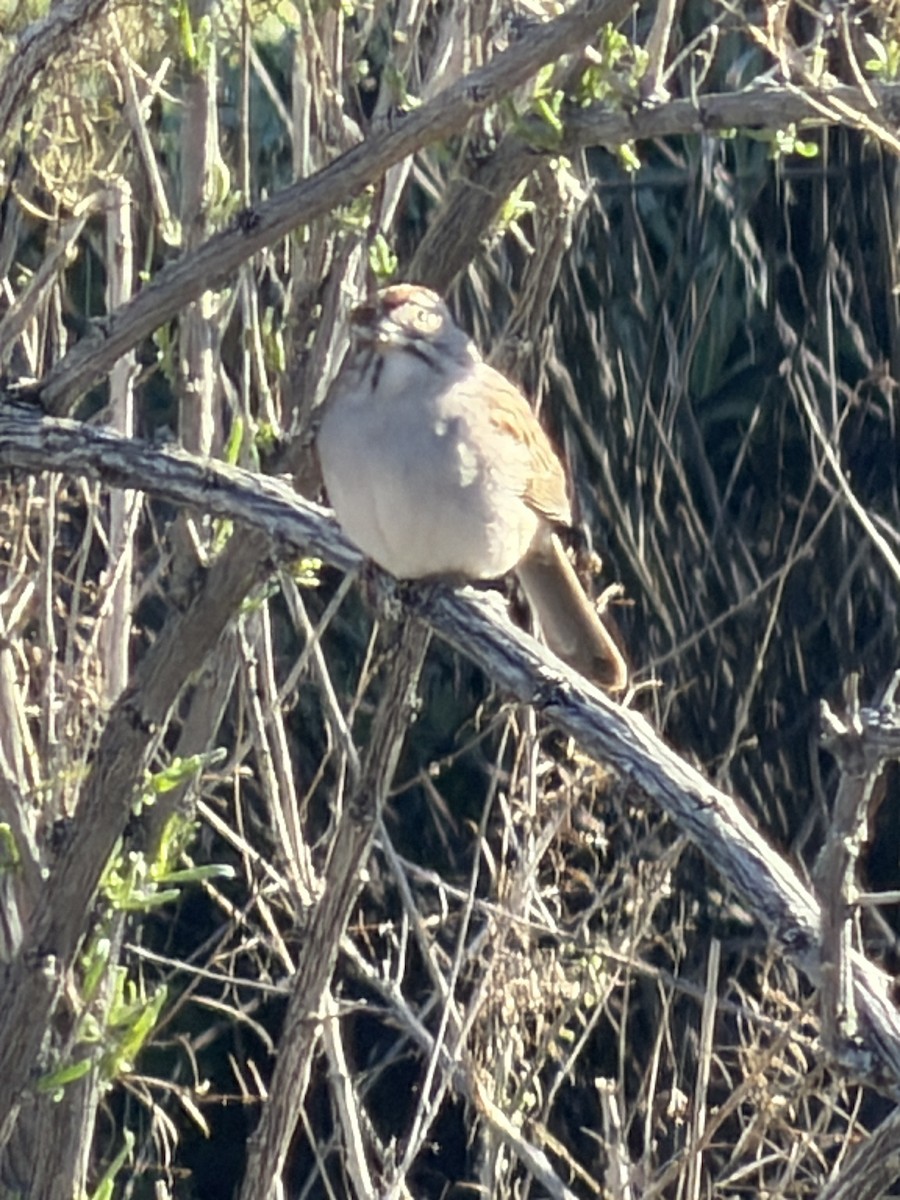 Rufous-winged Sparrow - ML650891780