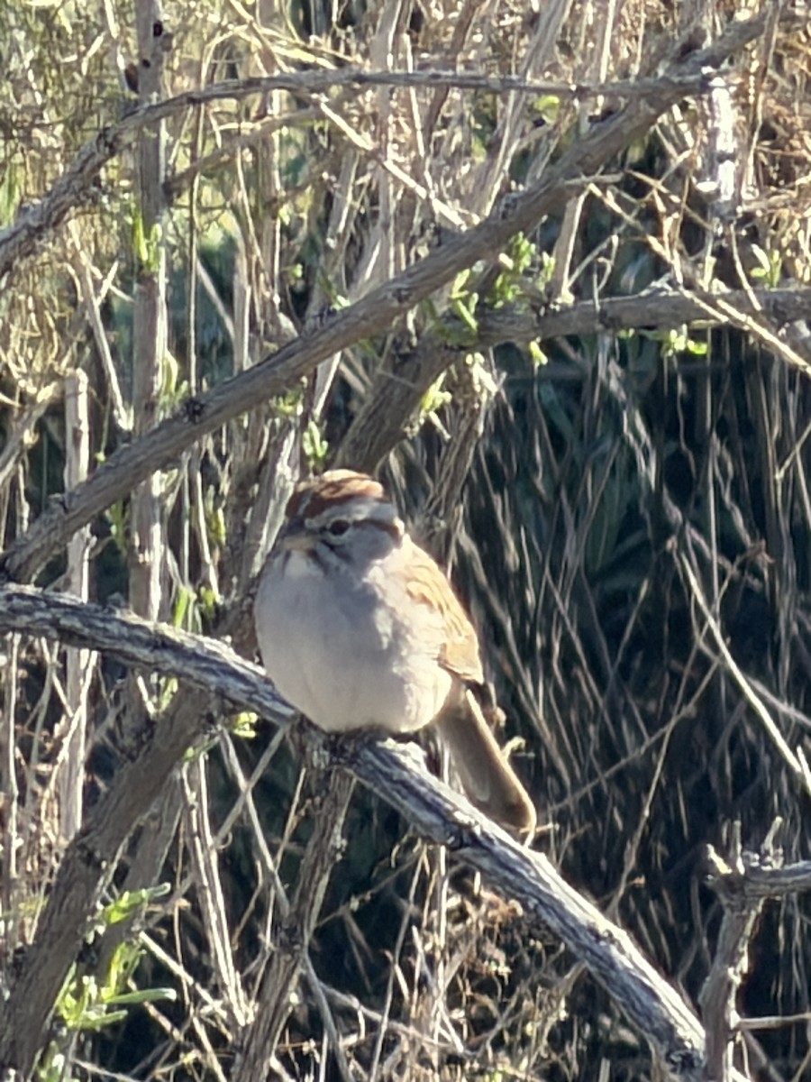 Rufous-winged Sparrow - ML650891781