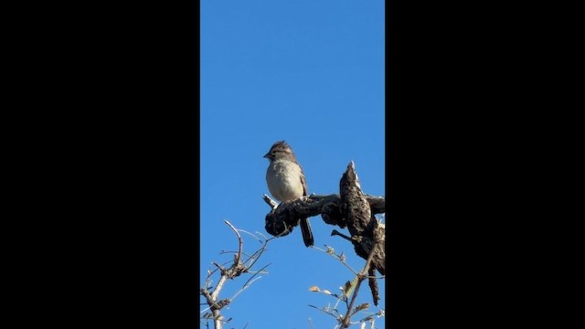 Rufous-winged Sparrow - ML650891784