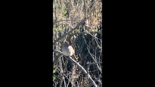 Rufous-winged Sparrow - ML650891785