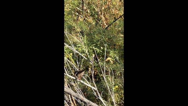 Lincoln's Sparrow - ML650891800