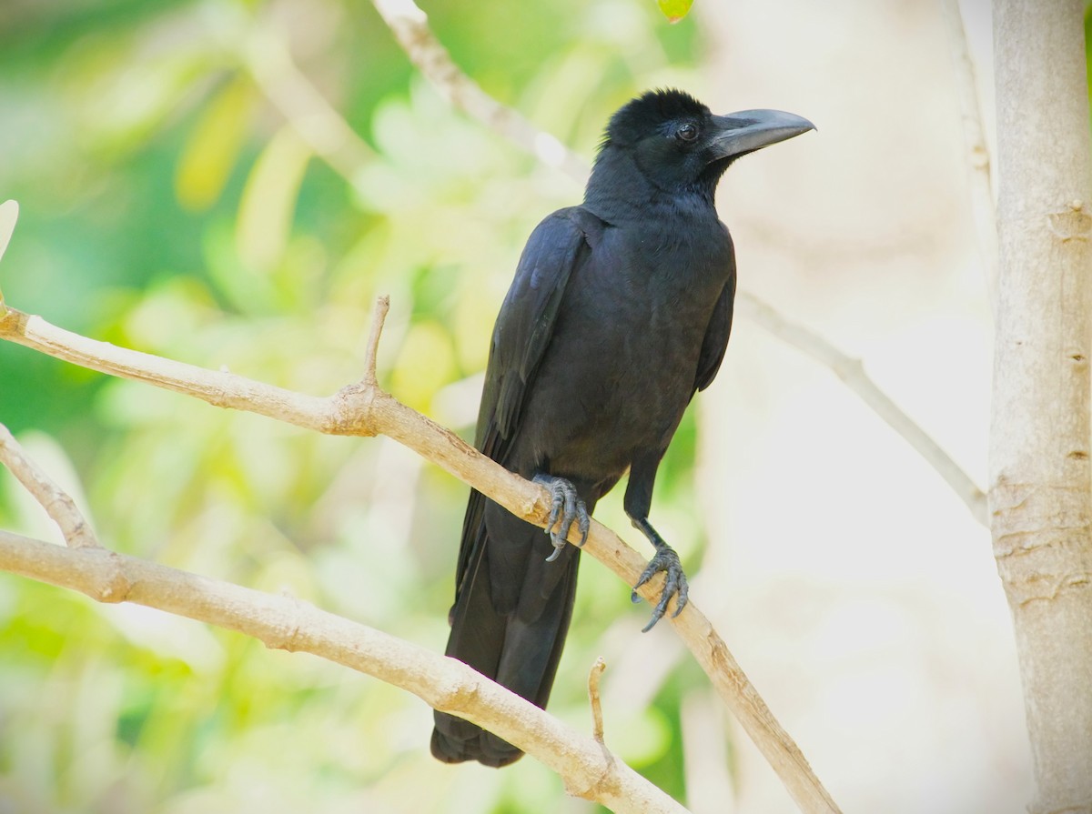 Large-billed Crow - ML650892114