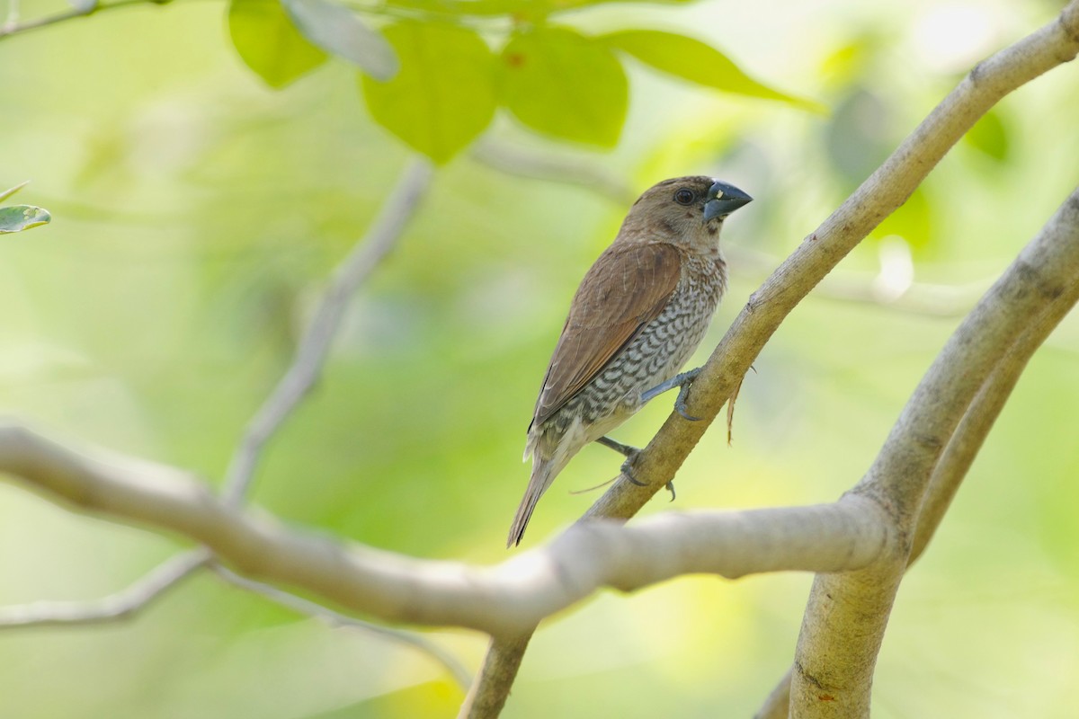 Scaly-breasted Munia - ML650892130