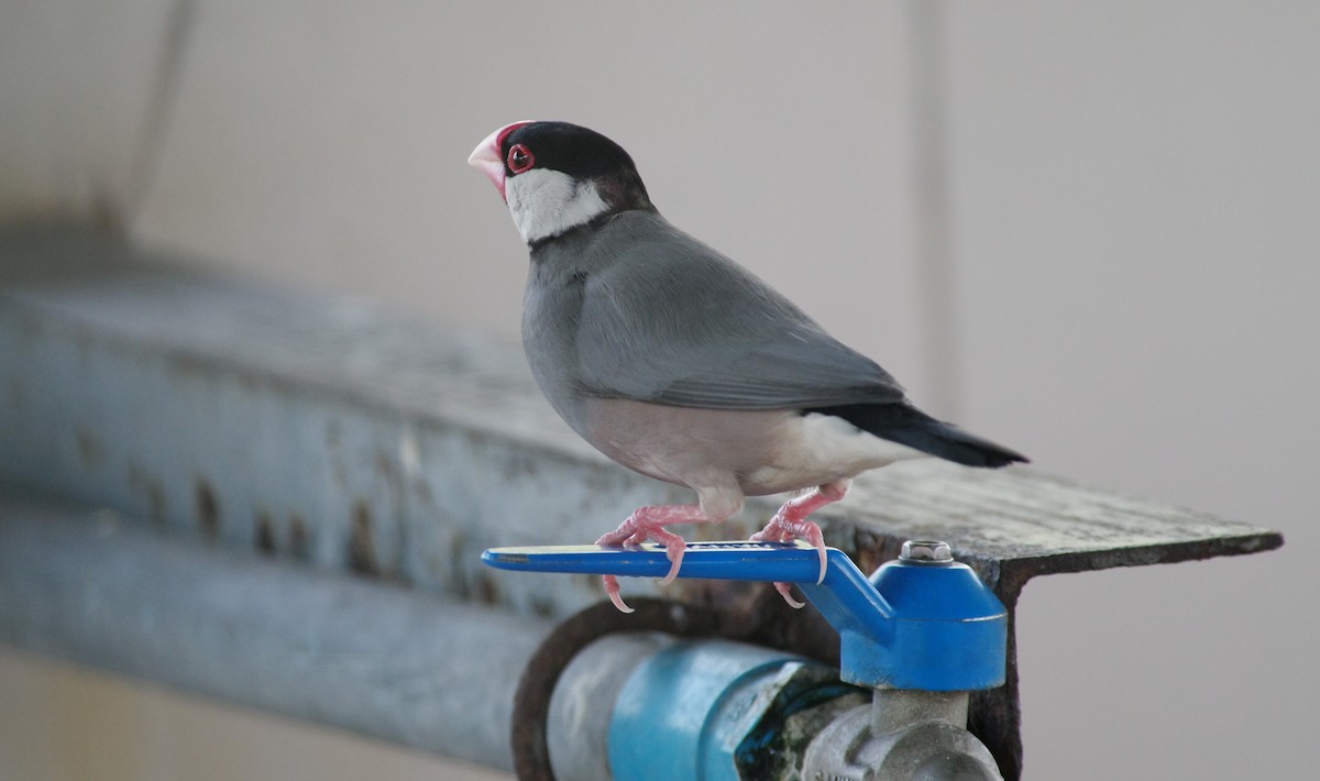 Java Sparrow - ML650892178