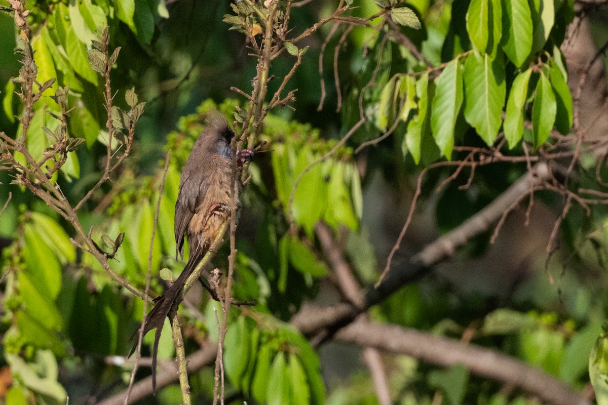 Бурокрылая птица-мышь - ML650892293