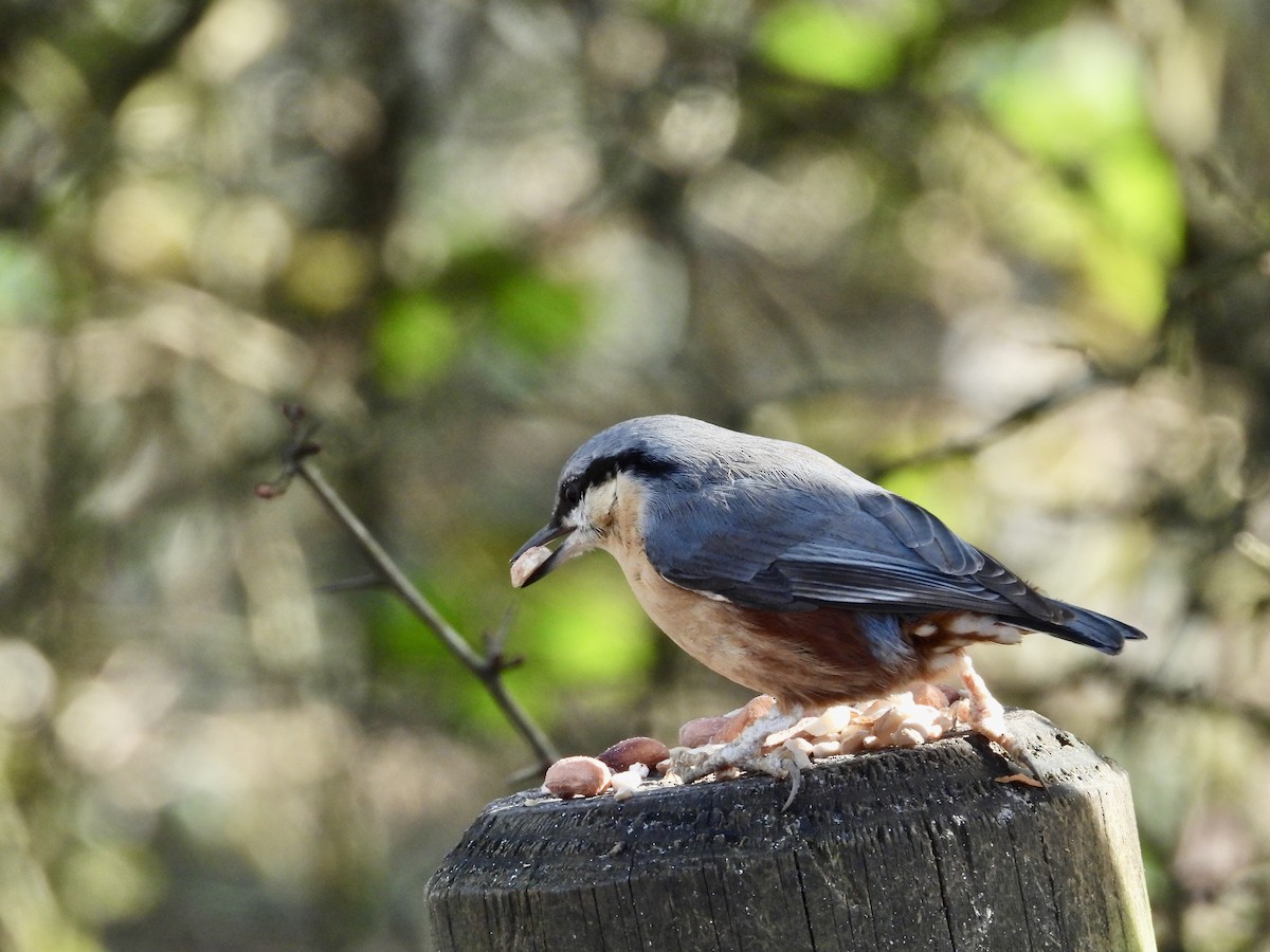 Eurasian Nuthatch - ML650892387