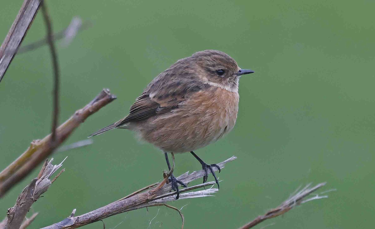 European Stonechat - ML650892555