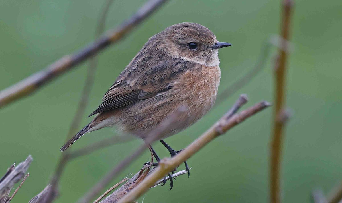 European Stonechat - ML650892563