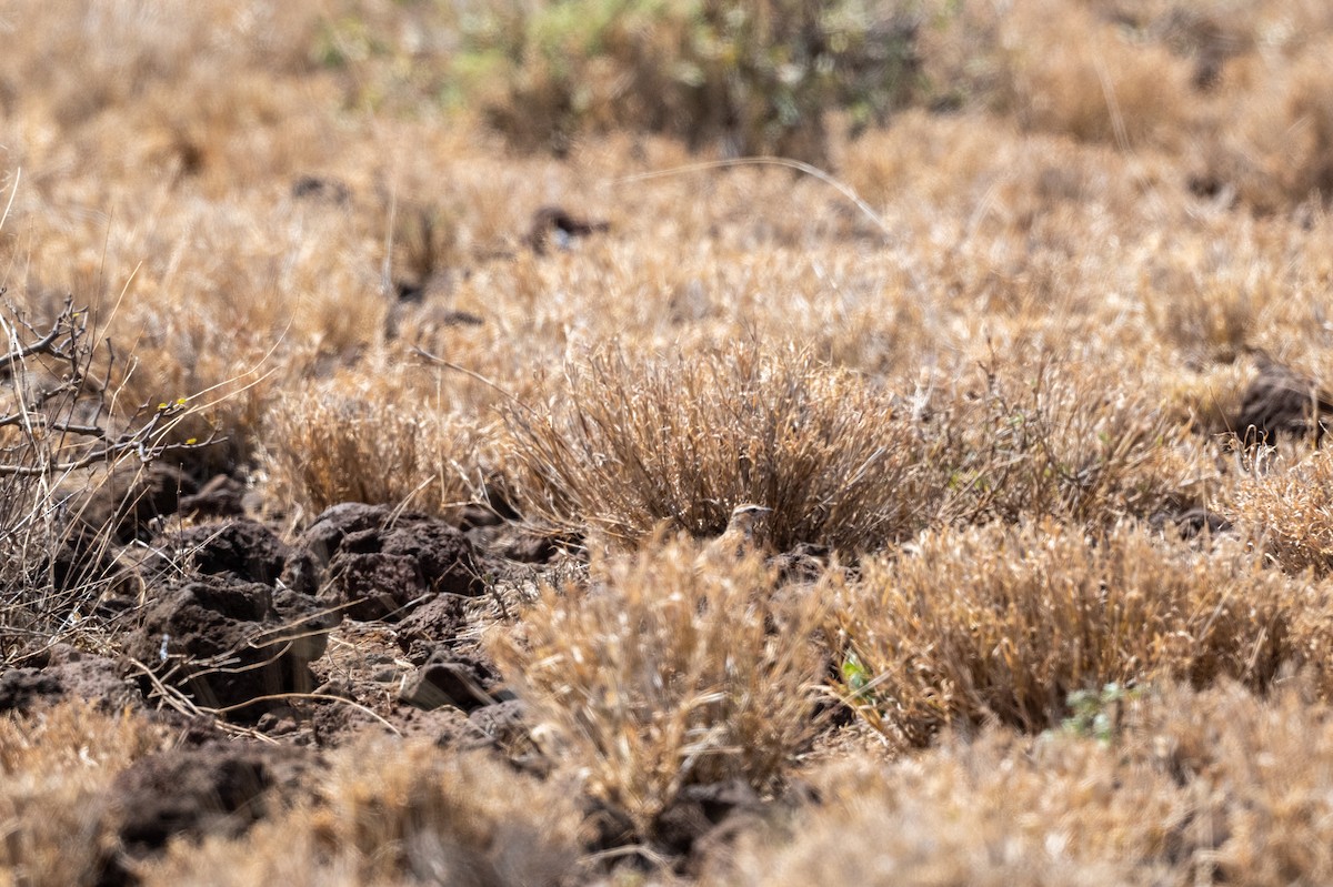 Savannenlerche (Fuchslerche) - ML650892568