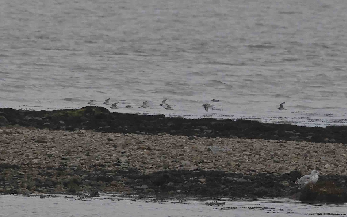 Common Ringed Plover - ML650892578
