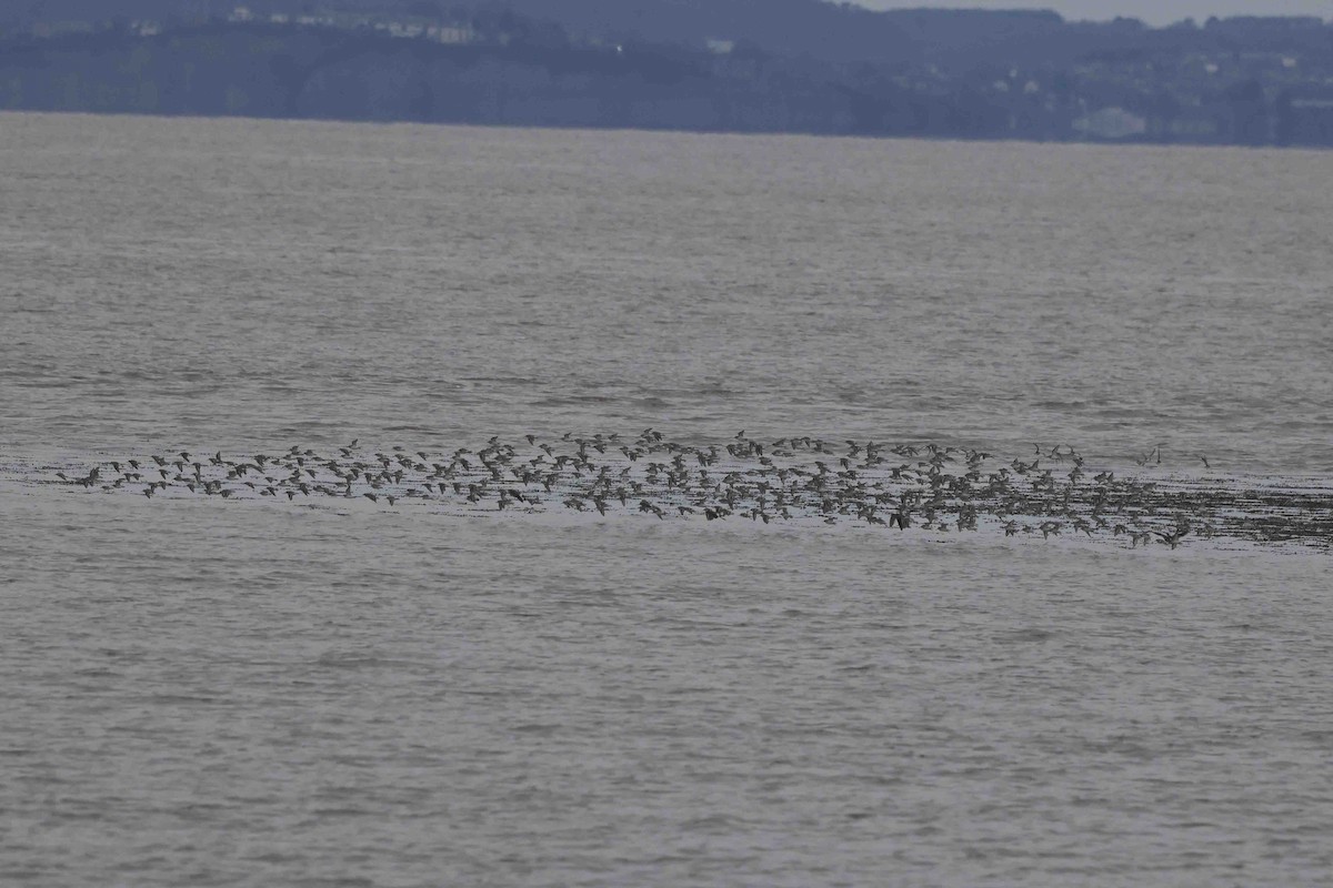 Dunlin - ML650892592