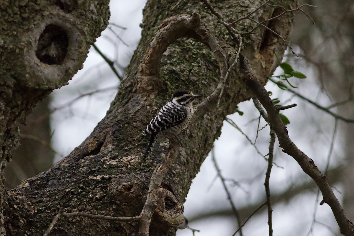 Ladder-backed Woodpecker - ML650892618