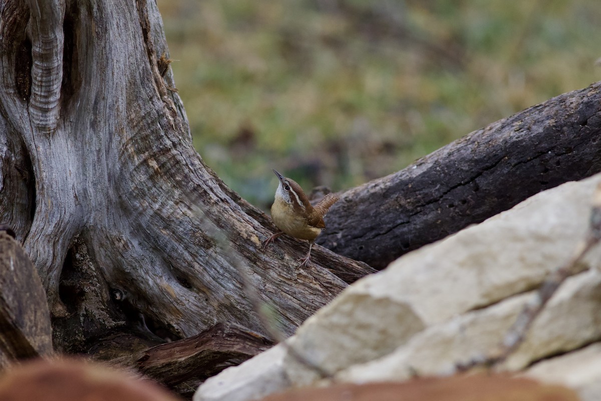 Carolina Wren - ML650892637