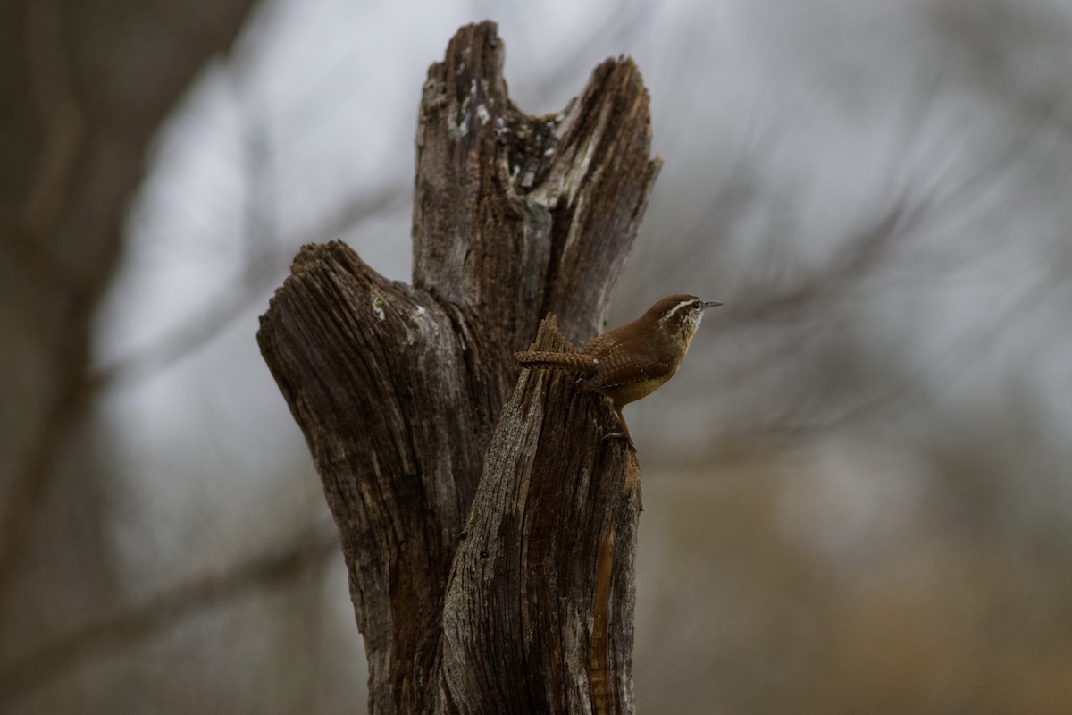 Carolina Wren - ML650892638