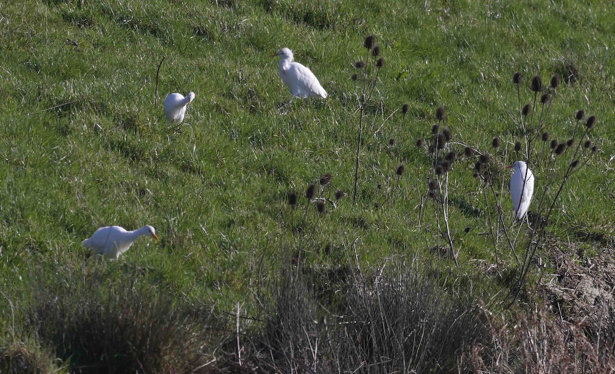 Western Cattle-Egret - ML650892640