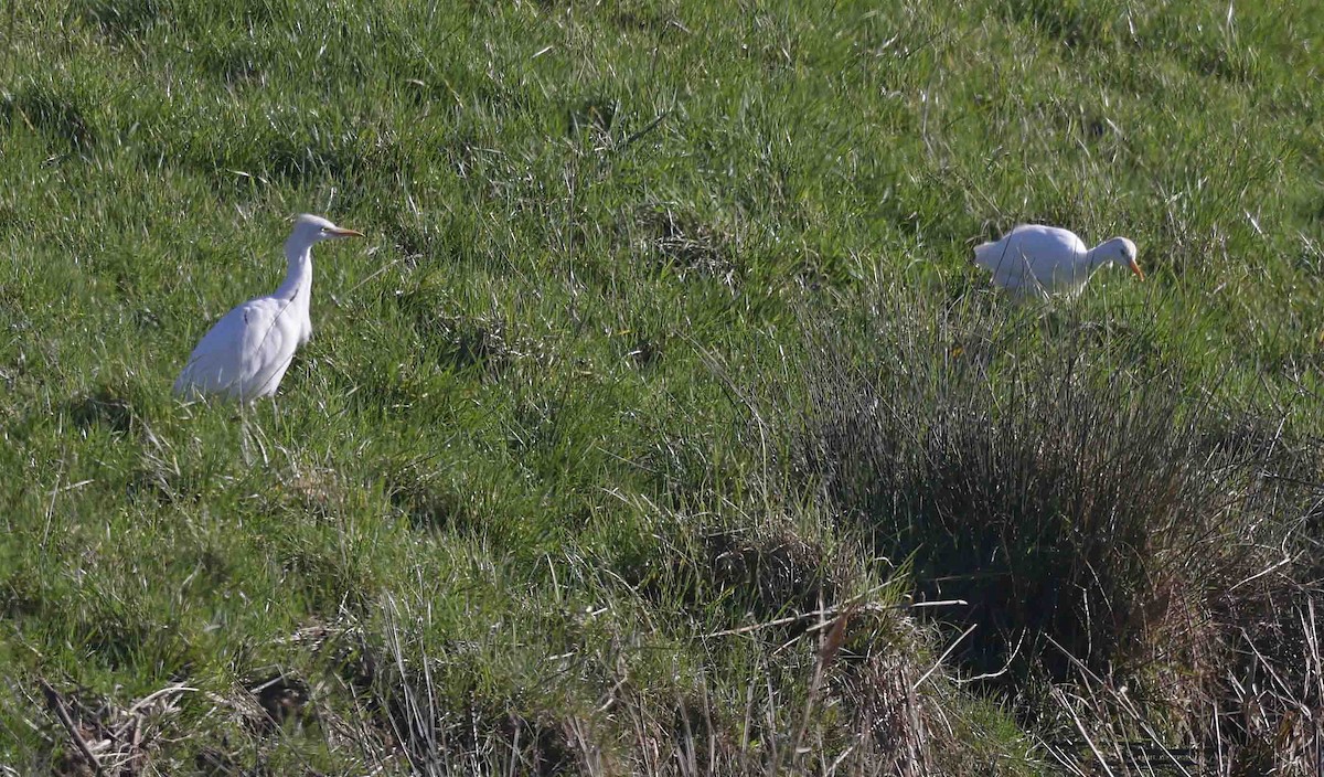 Western Cattle-Egret - ML650892644