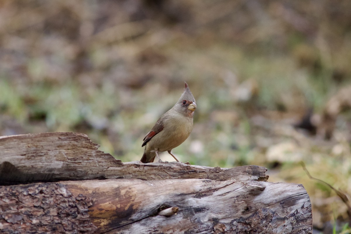 Pyrrhuloxia - ML650892646