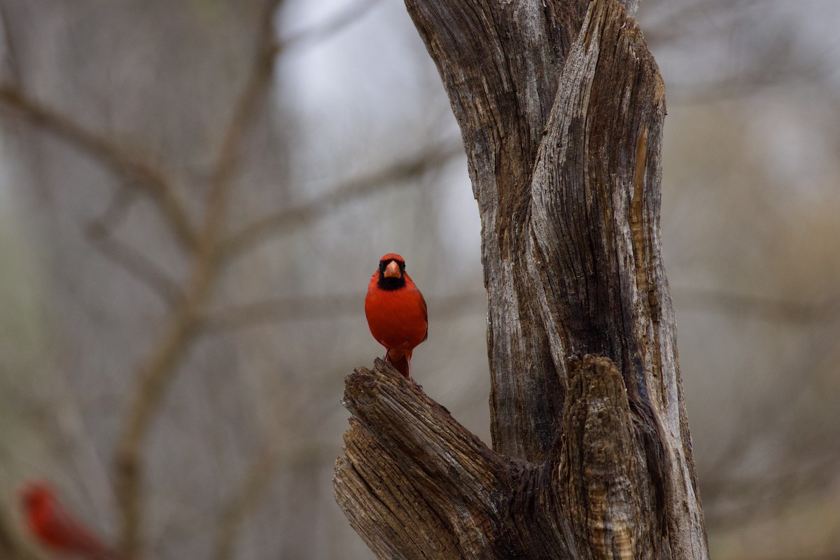 Northern Cardinal - ML650892692
