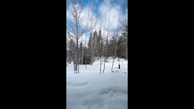 Evening Grosbeak - ML650892846