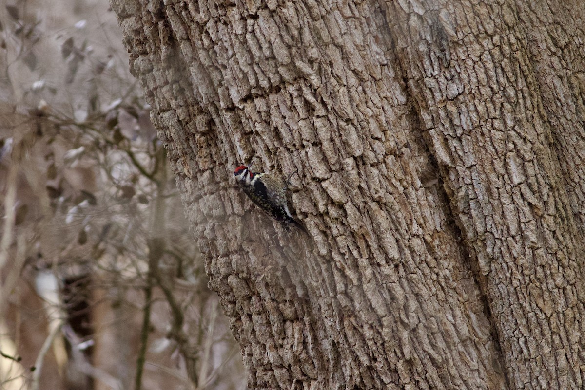 Yellow-bellied Sapsucker - ML650893034