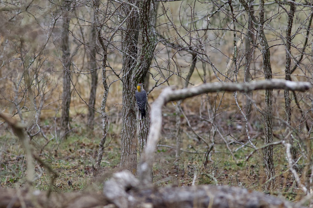 Golden-fronted Woodpecker - ML650893047