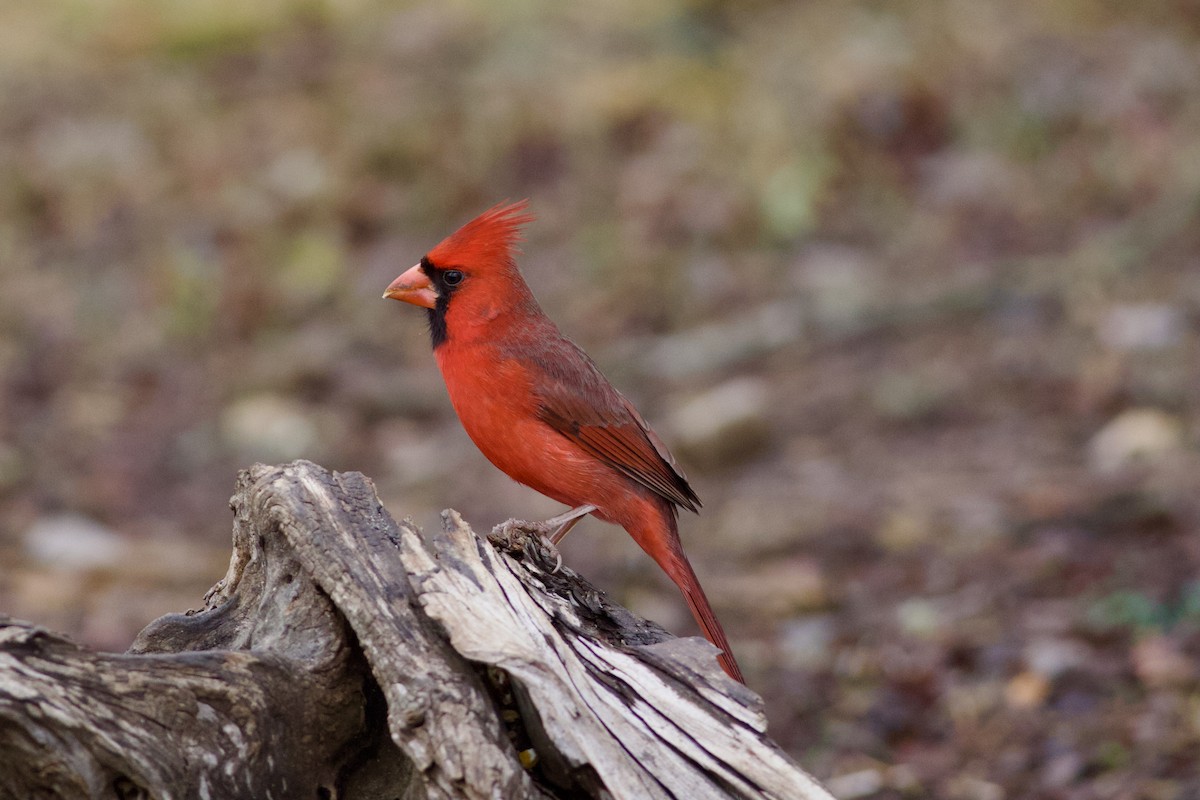 Northern Cardinal - ML650893062