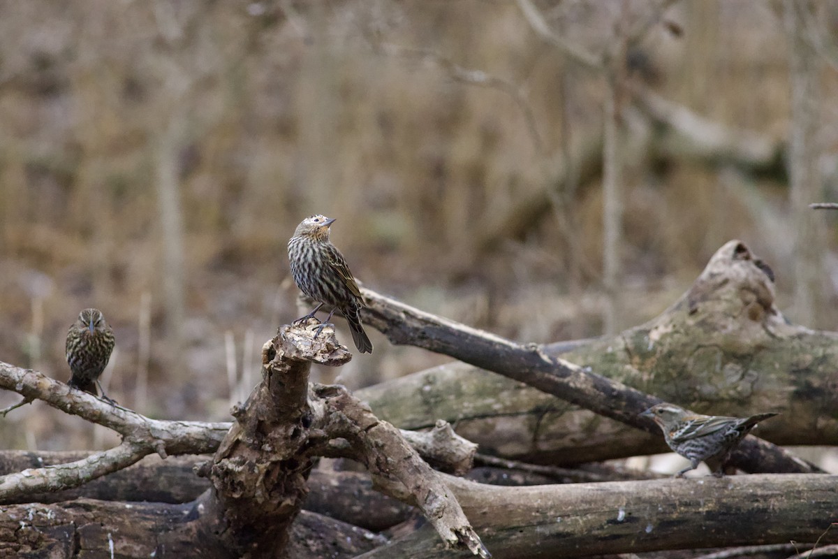 Red-winged Blackbird - ML650893076