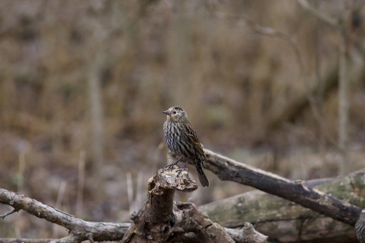 Red-winged Blackbird - ML650893077