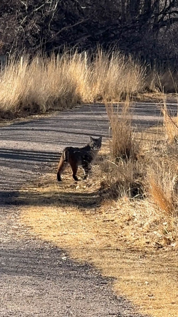Bobcat - ML650893269
