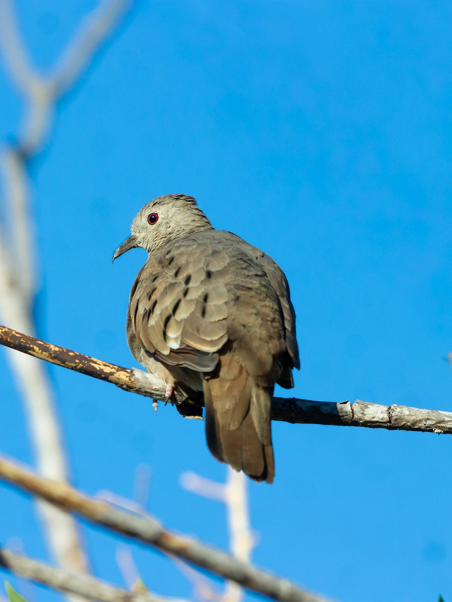 kaneldue - ML650893438