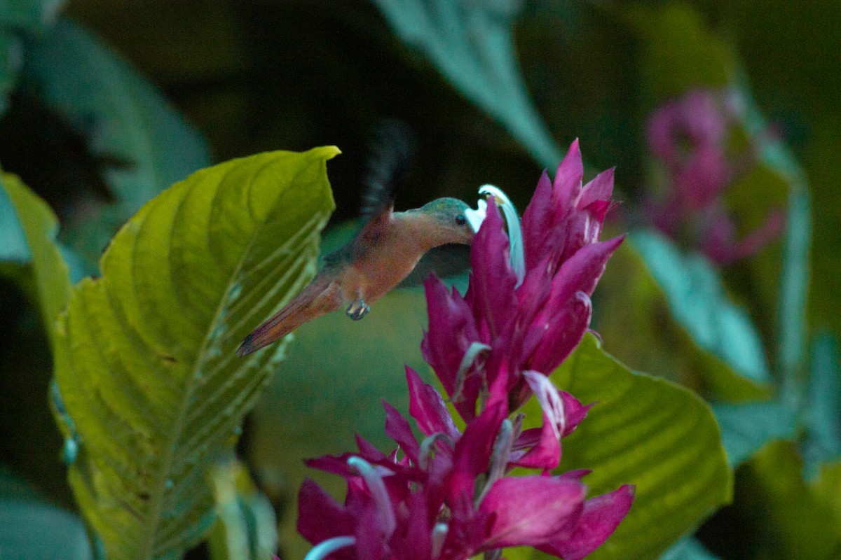 kanelkolibri - ML650893492