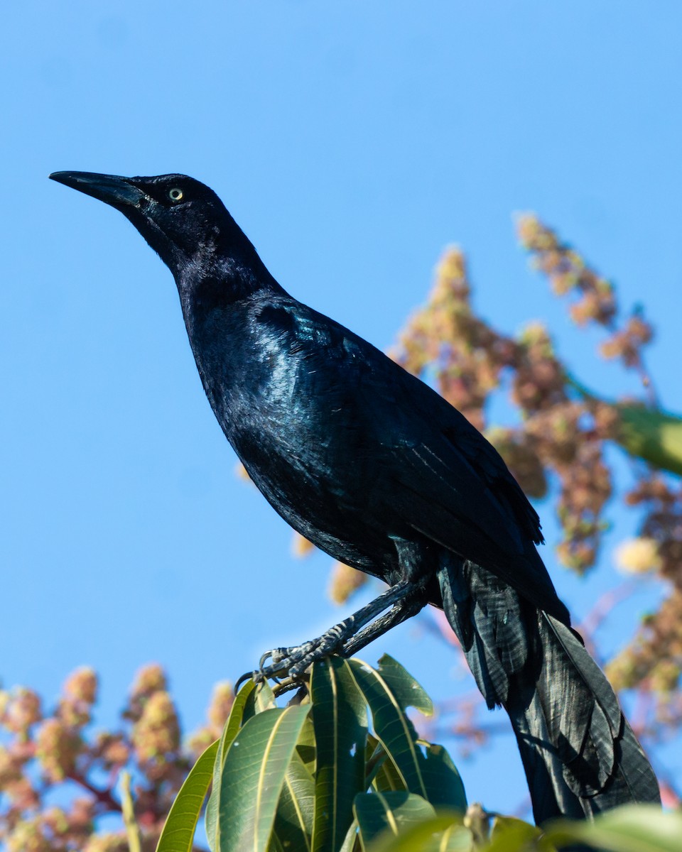 storstjerttrupial - ML650893508