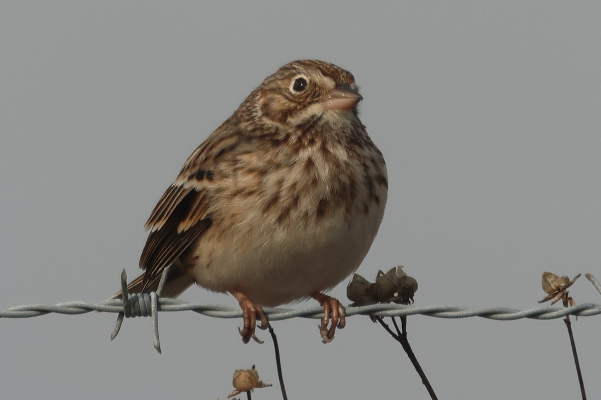 Akşamcı Serçe - ML650893743