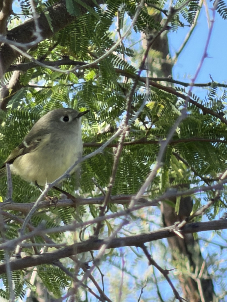Ruby-crowned Kinglet - ML650893920