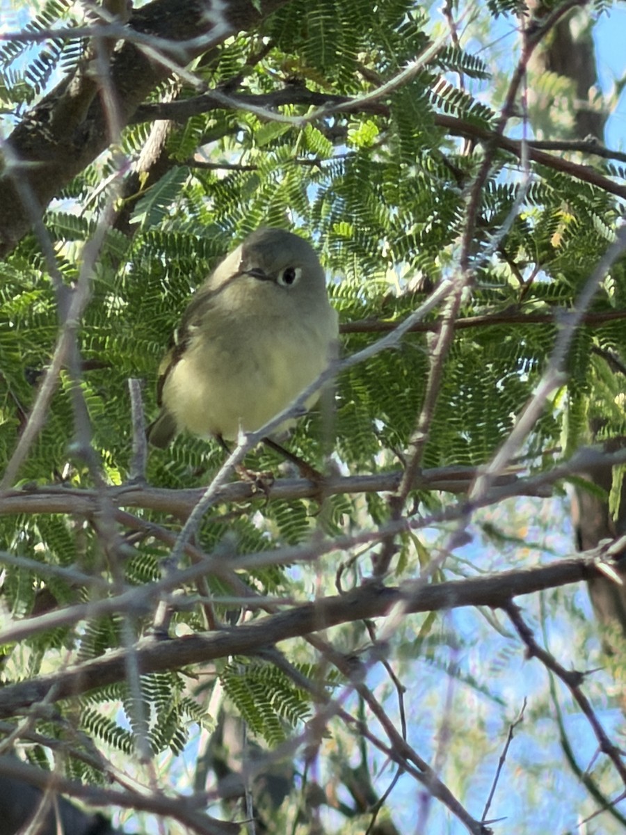 Ruby-crowned Kinglet - ML650893921