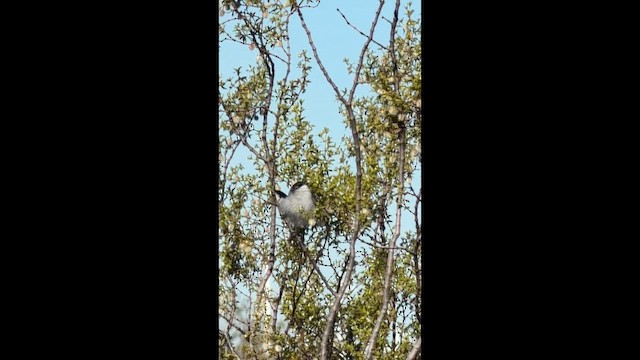 Black-tailed Gnatcatcher - ML650893956