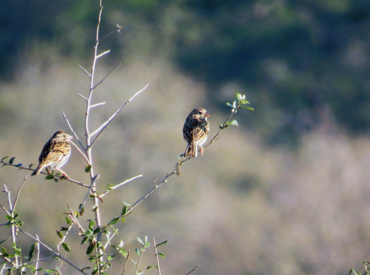 Akşamcı Serçe - ML650894172