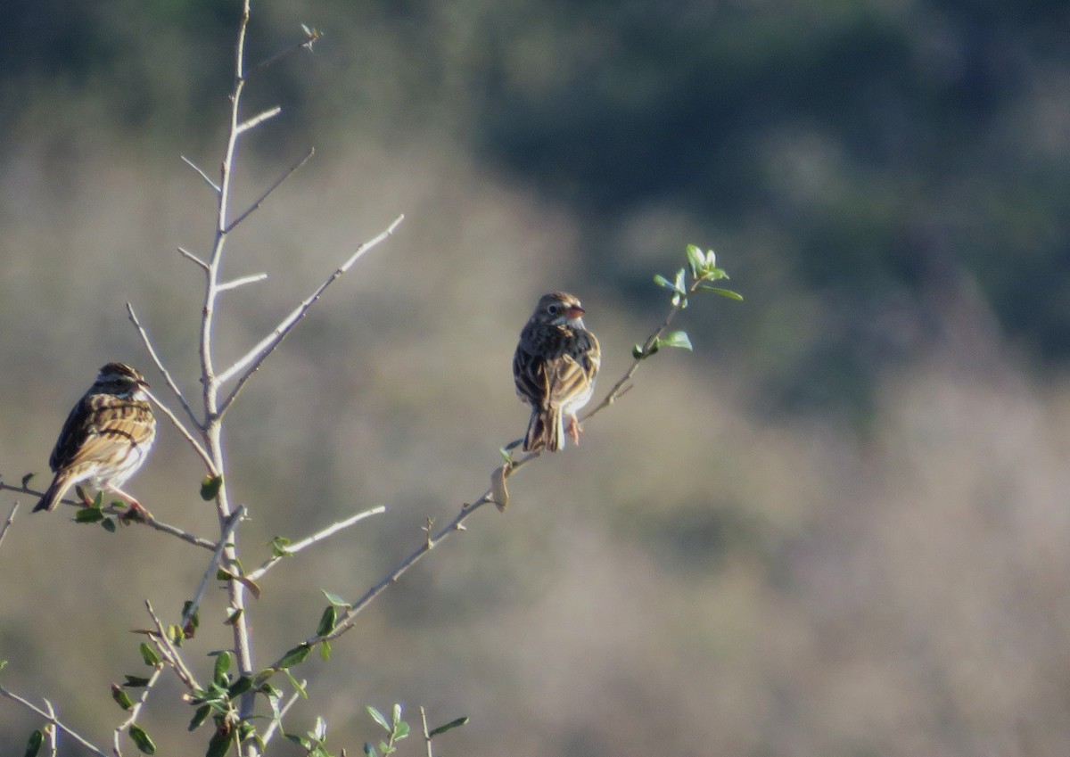 Akşamcı Serçe - ML650894181