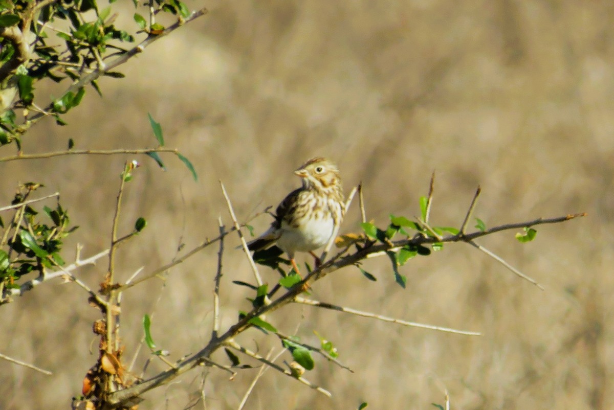 Akşamcı Serçe - ML650894185