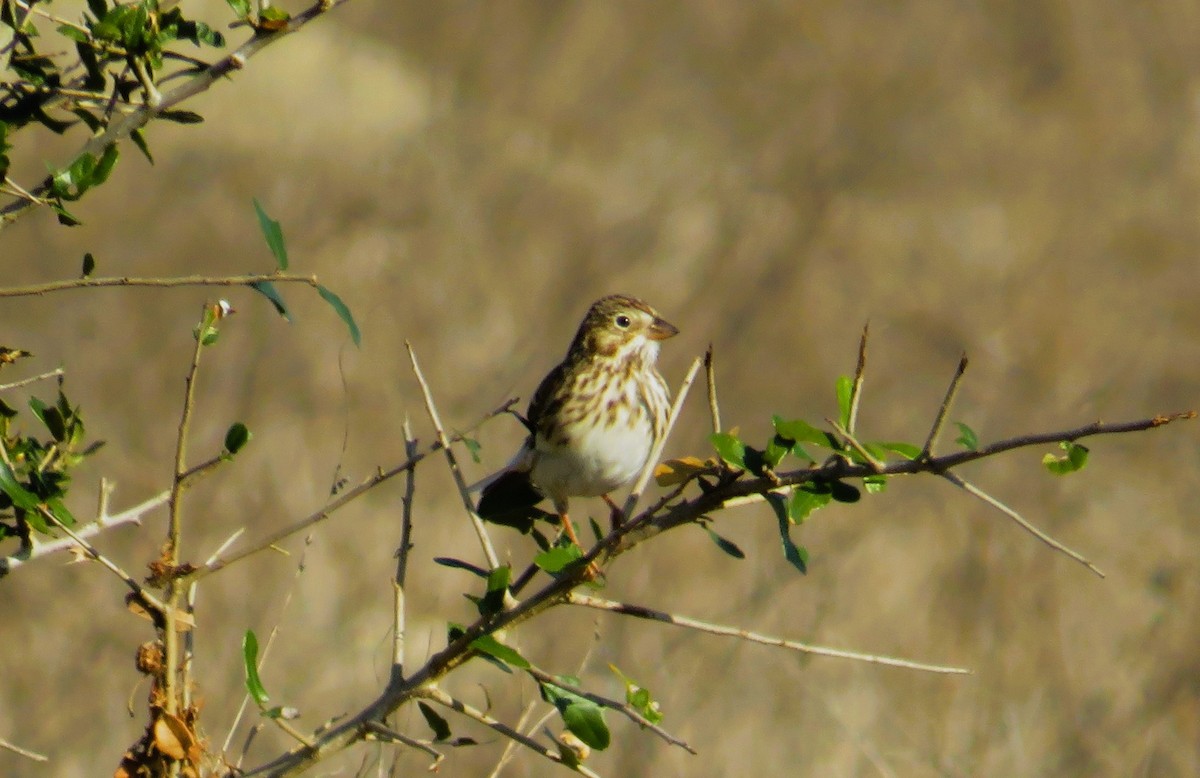 Akşamcı Serçe - ML650894198