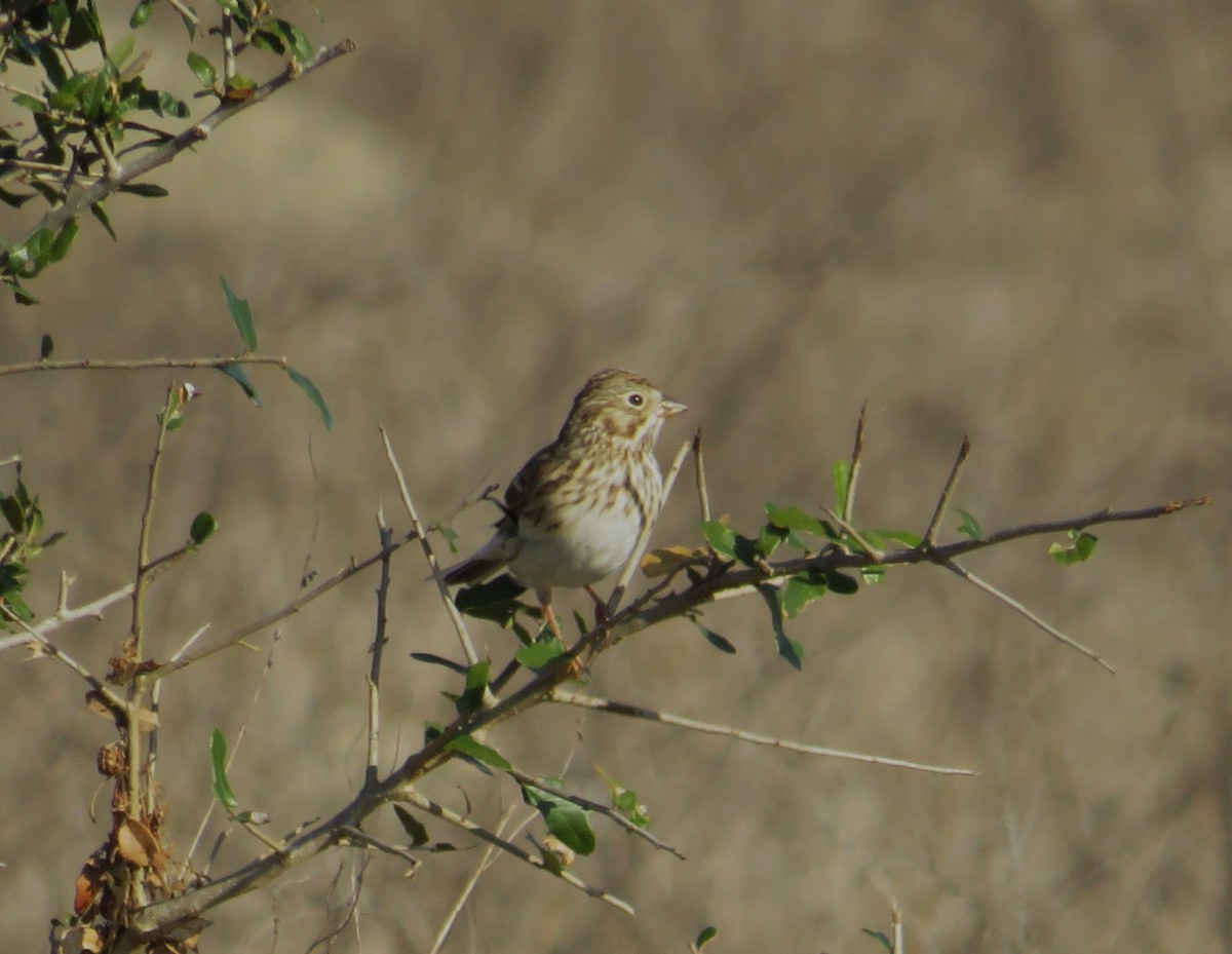 Akşamcı Serçe - ML650894200