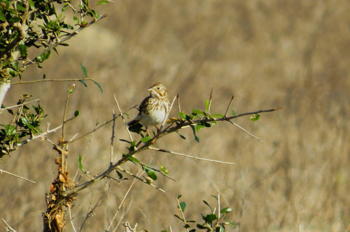 Akşamcı Serçe - ML650894207