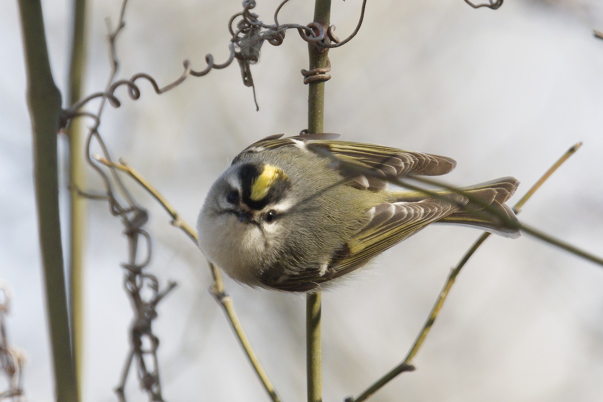 králíček zlatohlavý - ML650894308