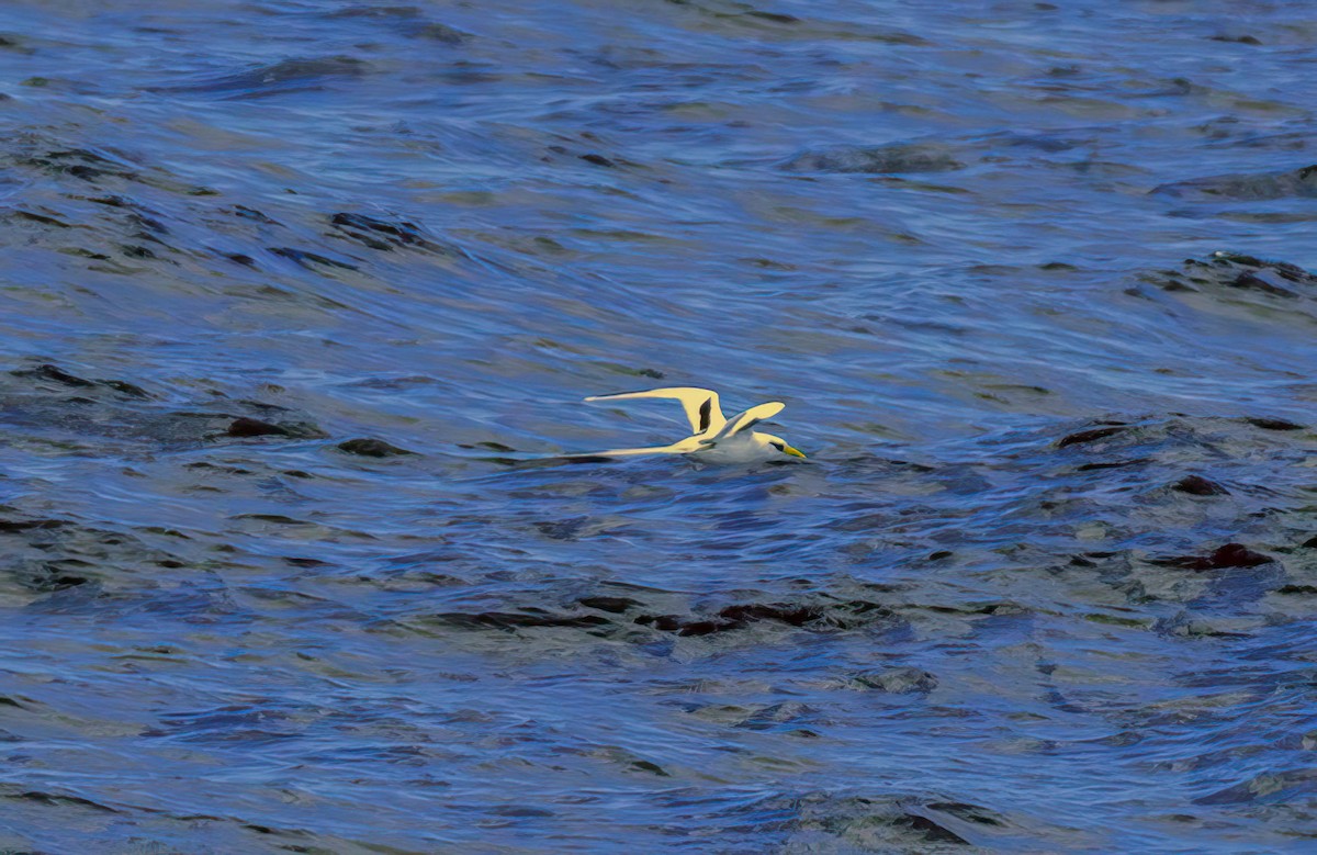 シラオネッタイチョウ - ML650894455