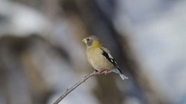 Evening Grosbeak - ML650894617