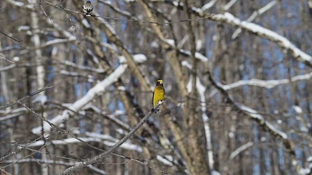 Evening Grosbeak - ML650894643
